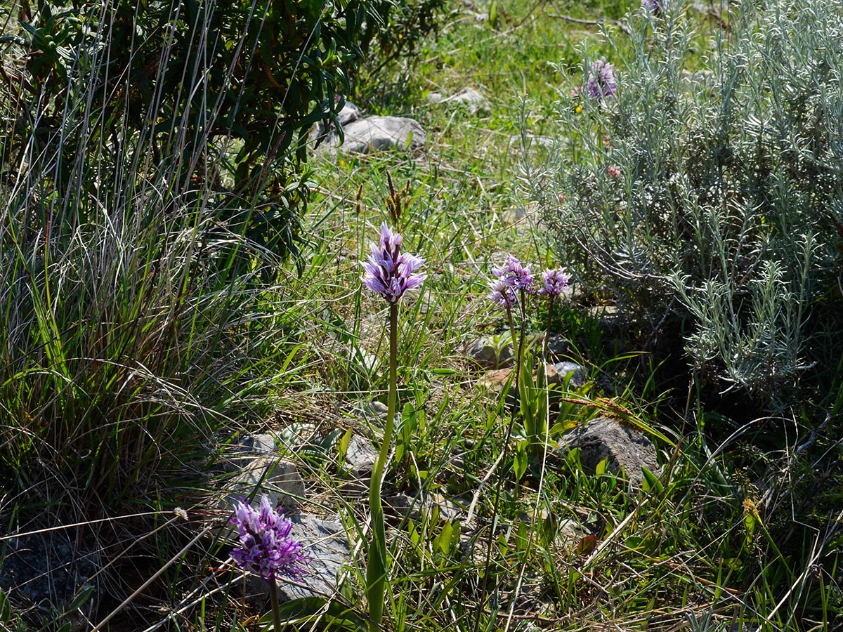 Orchis simia